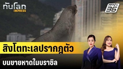 นทท.ชมสิงโตทะเลปรากฎตัวบนชายหาดในบราซิล | ทันโลก EXPRESS | 20 ธ.ค. 67