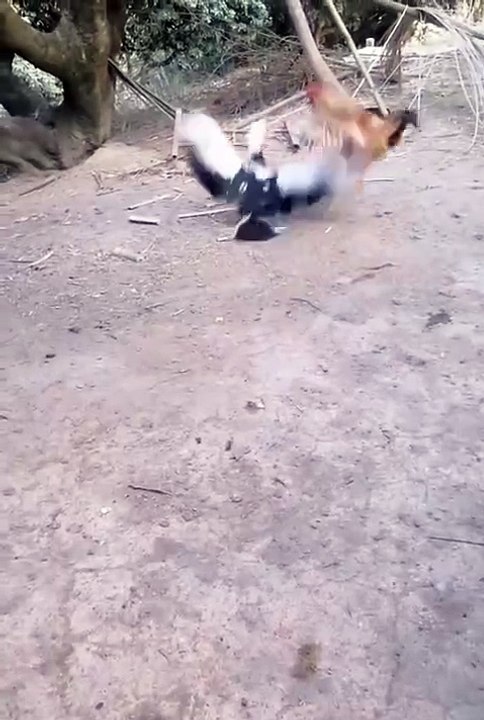 Funniest pets