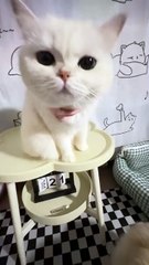 Who can resist a bunch of furry little kisses