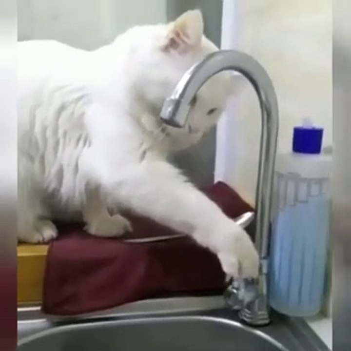 cats and dogs funny videos