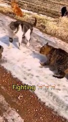 4. "How to Understand Your Cat’s Behavior"