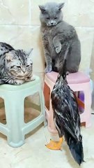 8. "The Ultimate Guide to Cat Care for Beginners"