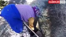 Tunceli'de belediyenin diktiği dut fidanları çalındı