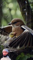 surah mulk 9 create #shorts #viralvideo #shortsvideo #shortfeed #NatureInspiredByQuran #bird