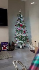 Cat vs Christmas Tree | Hilarious Moment When the Tree Strikes Back!