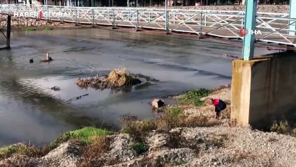 Soğuk havaya aldırmadı: Nehirde mahsur kalan köpek için buz gibi suya girdi