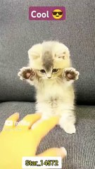 Cool and Cool😃😃😃 #cat #lover #funny #shorts @Star_14672