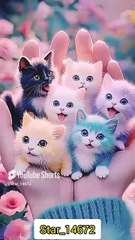 __beautiful 🥰__ #cat #lover #shorts #kitten @Star_14672 (1)