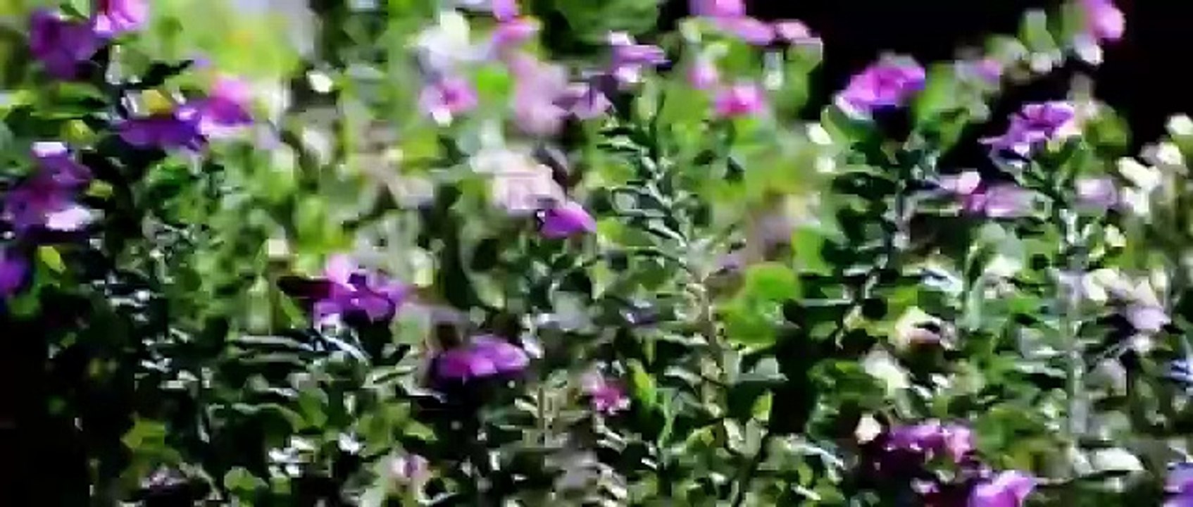 Pehli Baarish Main /Phool Aur Kaante 1991 /Kumar Sanu , Anuradha Paudwal, Ajay Devgan, Madhu