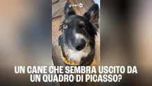 Un cane che sembra uscito da un quadro di Picasso?