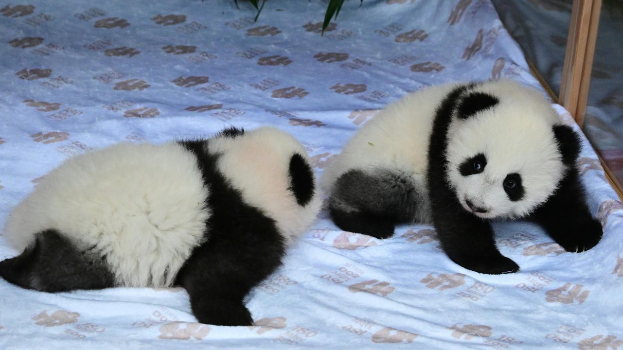 Pandazwillinge in Berliner Zoo heißen Leni und Lotti