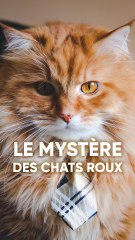 Le mystère des chats roux enfin percé