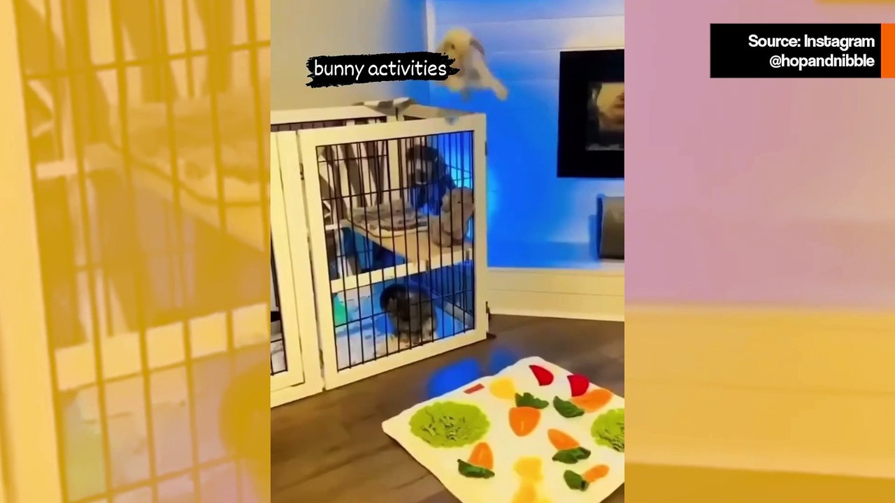 Hulvaton video: nämä kömpelöt kanit piristävät päivääsi