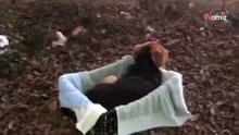 Video. Un Labrador abbandonato in una scatola nel bosco: l'avvicinamento è carico di tensione!