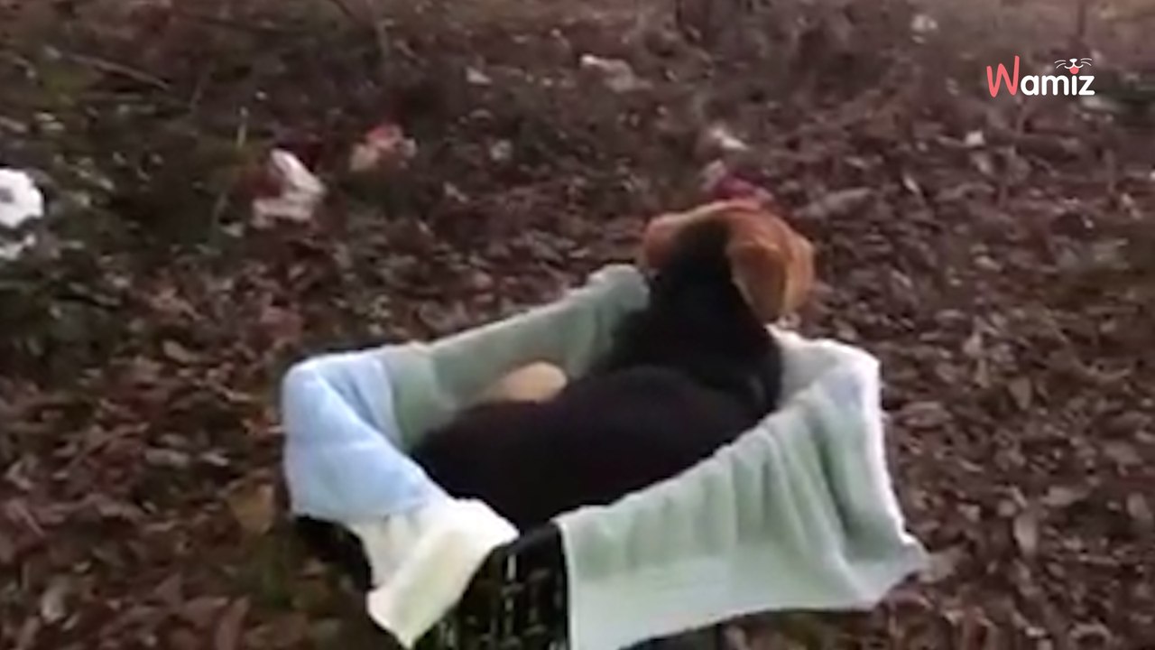 Video. Un Labrador abbandonato in una scatola nel bosco: l'avvicinamento è carico di tensione!