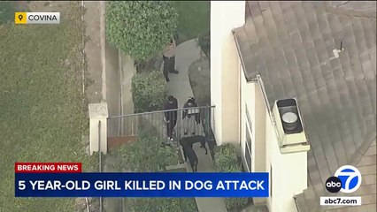 Eğitimli ev köpeği, 5 yaşındaki kızı parçaladı!