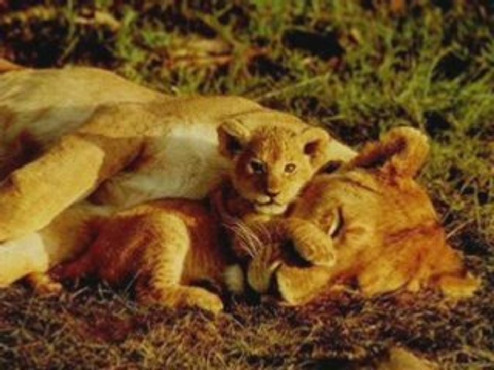 Le lion est mort ce soir