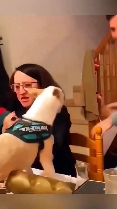 Funny Animal Videos - Funniest Cats and Dogs 2025