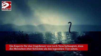 Schwäne werden mit dem Ungeheuer von Loch Ness verwechselt