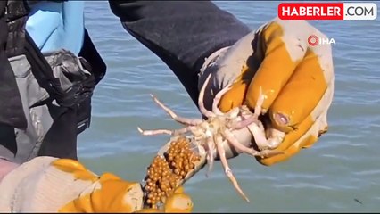 Eğirdir Gölü'nde Kaçak Avcılara Büyük Darbe: 200 Kilo Kerevit Kurtarıldı