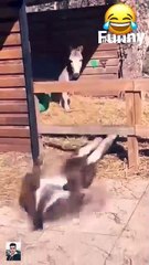 I try not to laugh the funny duck and donkey _shorts _funnyvideo _laugh _funny(360P)