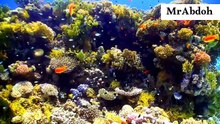 Fish that live in the depths of the oceans