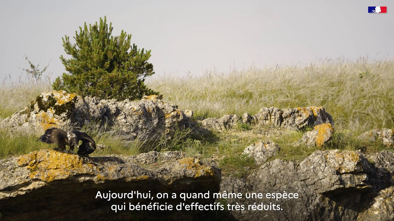 DREAL Occitanie - Plan National D'Action - #5 Le Gypaète barbu