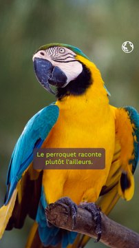 Bill François nous parle des surprenants mécanismes qui se cachent derrière la couleur des perroquets