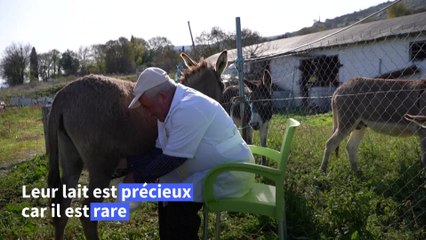 Le lait d’ânesse, un véritable "or blanc" paré de toutes les vertus