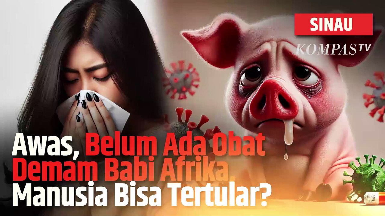 Demam Babi Afrika Bisa Menular ke Manusia, Benarkah? | SINAU