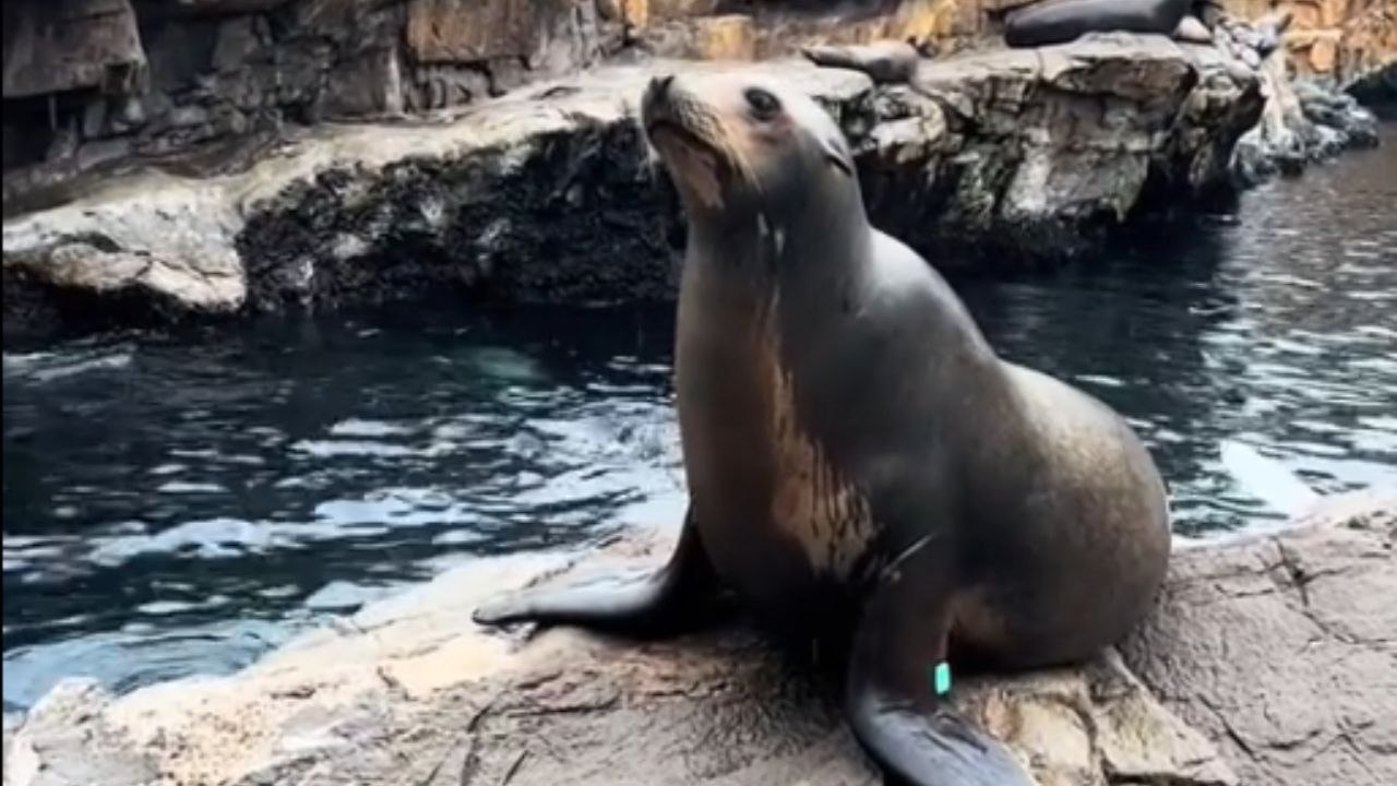 Woman struggles to tell if the sounds she's hearing are from sea lions or her hungry husband