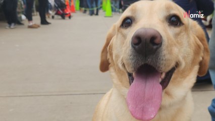 Le chien veut prendre une photo avec le Père Noel : ils réalisent qu'il est venu sans famille