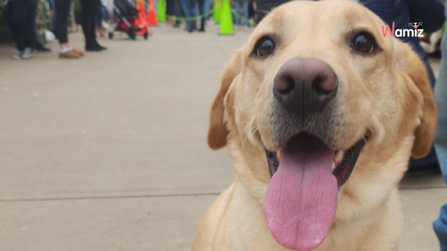 Le chien veut prendre une photo avec le Père Noel : ils réalisent qu'il est venu sans famille
