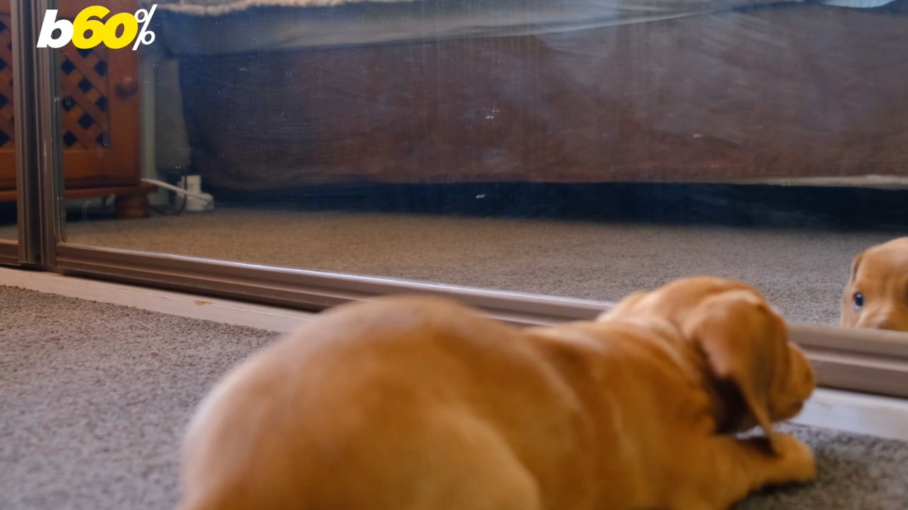 Thinking About Getting a Pet for Christmas? They Can Cost Nearly $5k a Year!