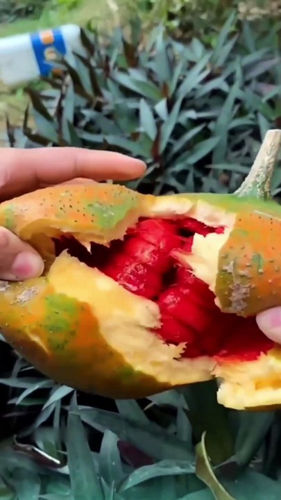 🍉🍈🍍3 Unique Fruits You Need to Try  #ExoticFruits #shorts #facts #science #UniqueFruits #FoodieFinds