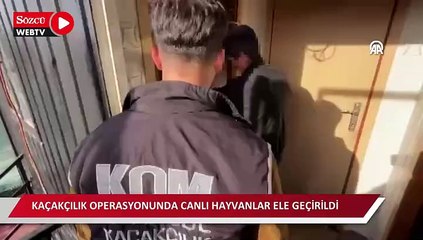 Beykoz'daki kaçakçılık operasyonunda canlı hayvanlar ve hayvan tahnitleri ele geçirildi