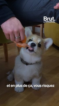 6 conseils pour bien éduquer son chien