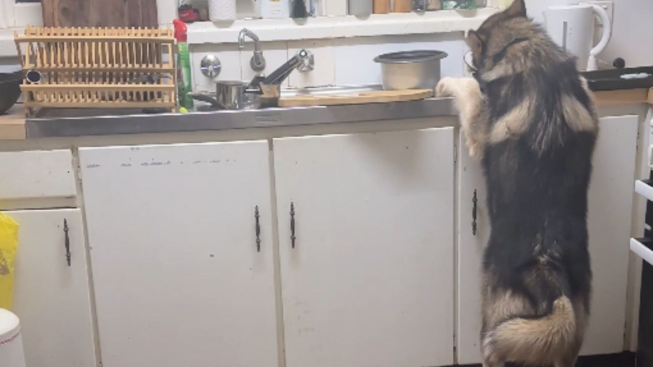 Woman hears eating sounds at 5 am and knows it’s her dogs eating