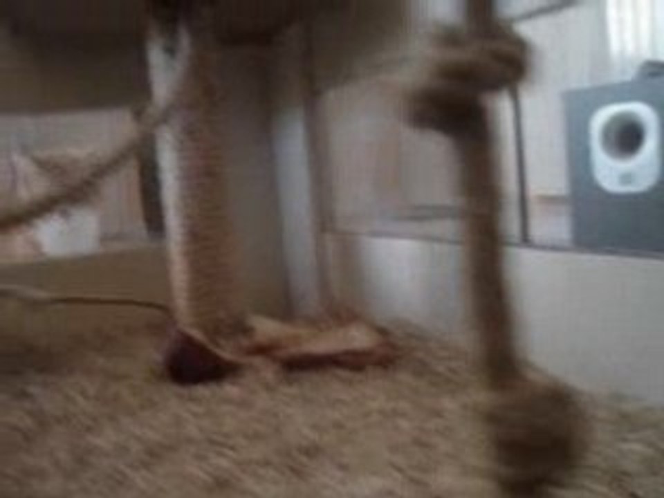 Rats Vicky et Diddline
