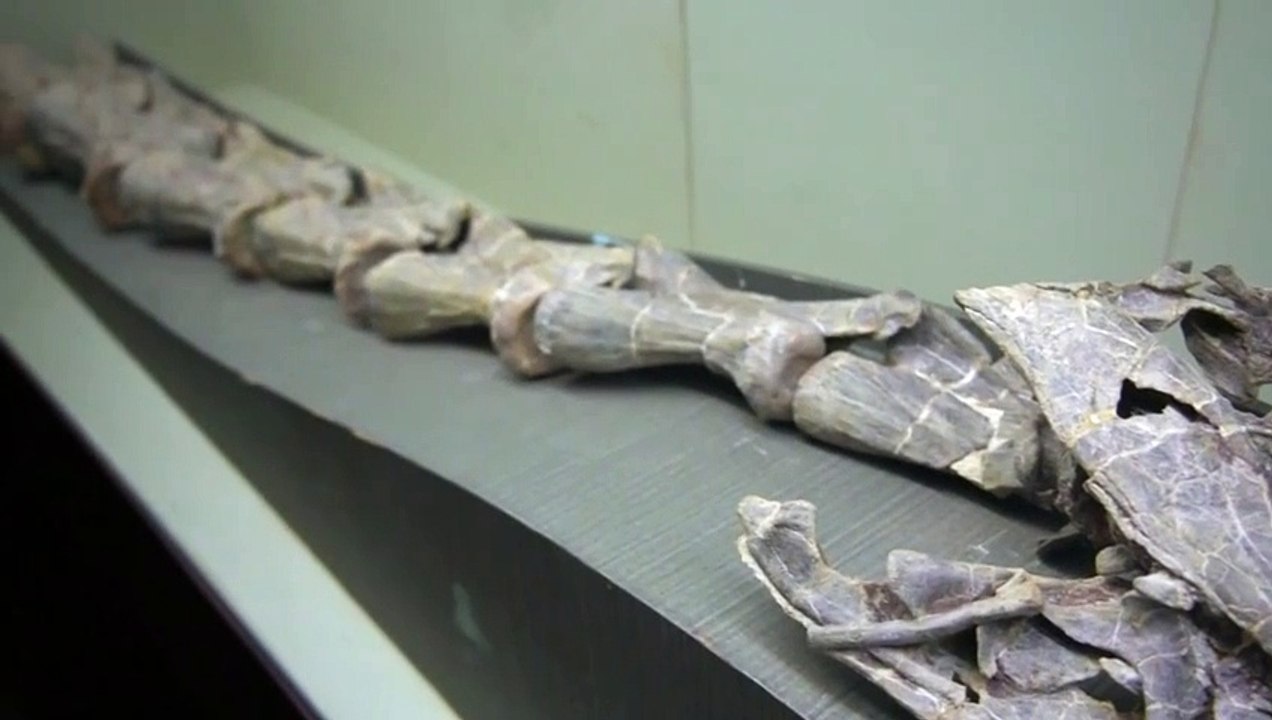 La importancia para la ciencia del hallazgo del dinosuario en China