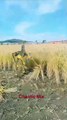 Robots Harvesting Rice The Future of Farming Technology