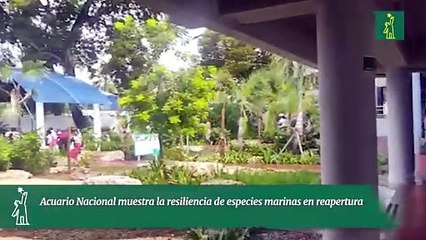 Acuario Nacional muestra la resiliencia de especies marinas en reapertura
