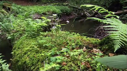 Raccoons - The New Europeans _ Animal Documentary