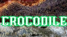 Crocodile Encounters: Nature's Most Fearsome Predator!