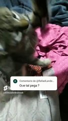 🐱💬 ¡El Gato Pernanca Responde Comentarios desde la Cama! 🛌✨ #Shorts #ahimales #mascotas #felino