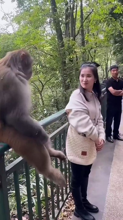 Funny Monkey video