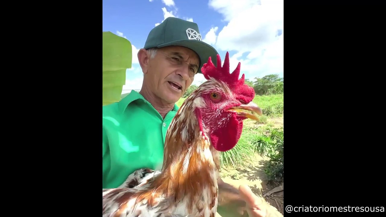 Farmer Accidentally Raises Giant Chicken