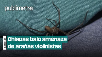 Chiapas bajo amenaza de arañas violinistas; invierno provoca más mordeduras