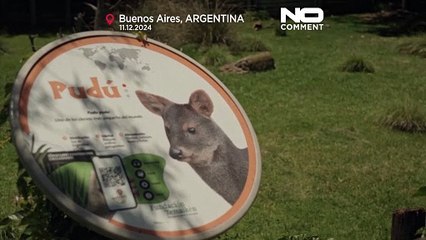 No Comment: rara nascita di uno dei cervidi più piccoli del mondo