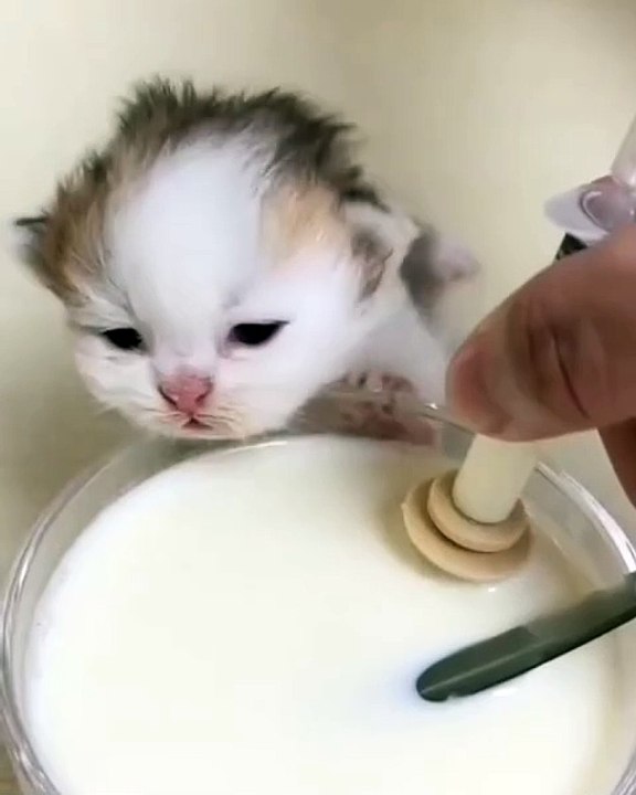 🐾 Welcome to the purr-fect world of **cats**! 🐱 In this adorable video, w